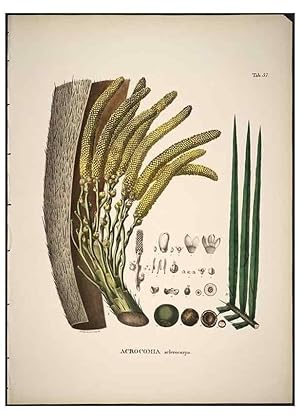 Bild des Verkufers fr Reproduccin/Reproduction 49785972682: Historia naturalis palmarum. Lipsiae: T.O. Weigel, [1823-50]. zum Verkauf von EL BOLETIN