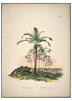 Seller image for Reproduccin/Reproduction 49785968742: Historia naturalis palmarum. Lipsiae: T.O. Weigel, [1823-50]. for sale by EL BOLETIN