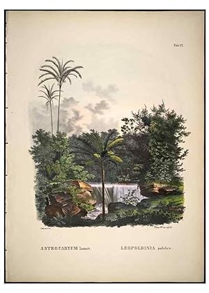 Bild des Verkufers fr Reproduccin/Reproduction 49785113818: Historia naturalis palmarum. Lipsiae: T.O. Weigel, [1823-50]. zum Verkauf von EL BOLETIN