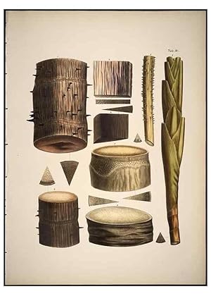 Seller image for Reproduccin/Reproduction 49785113588: Historia naturalis palmarum. Lipsiae: T.O. Weigel, [1823-50]. for sale by EL BOLETIN