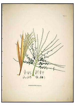 Image du vendeur pour Reproduccin/Reproduction 49785817637: Historia naturalis palmarum. Lipsiae: T.O. Weigel, [1823-50]. mis en vente par EL BOLETIN