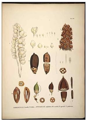 Seller image for Reproduccin/Reproduction 49785394577: Historia naturalis palmarum. Lipsiae: T.O. Weigel, [1823-50]. for sale by EL BOLETIN