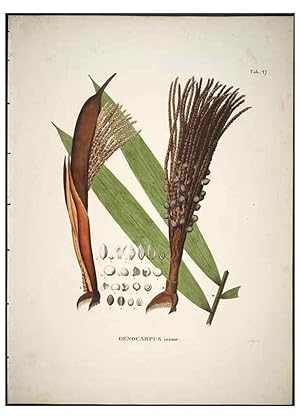 Image du vendeur pour Reproduccin/Reproduction 49785642331: Historia naturalis palmarum. Lipsiae: T.O. Weigel, [1823-50]. mis en vente par EL BOLETIN