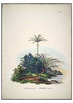 Seller image for Reproduccin/Reproduction 49785966322: Historia naturalis palmarum. Lipsiae: T.O. Weigel, [1823-50]. for sale by EL BOLETIN