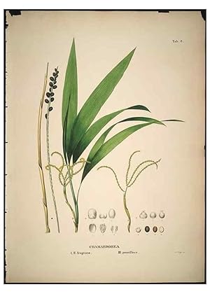 Seller image for Reproduccin/Reproduction 49785820352: Historia naturalis palmarum. Lipsiae: T.O. Weigel, [1823-50]. for sale by EL BOLETIN