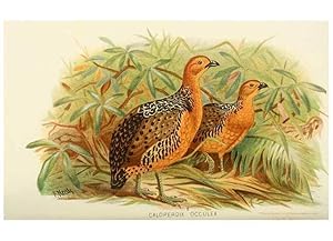 Seller image for Reproduccin/Reproduction 49786060427: Indian sporting birds /. London :Francis Edwards,1915. for sale by EL BOLETIN