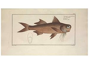 Image du vendeur pour Reproduccin/Reproduction 49774901967: Ichtyologie, ou, Histoire naturelle, ge?ne?rale et particulie`re des poissons :. A Berlin :Chez lauteur, & chez Franc?ois de la Garde libraire,1785-1797. mis en vente par EL BOLETIN