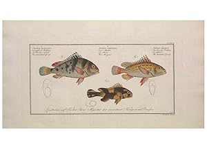 Image du vendeur pour Reproduccin/Reproduction 49773954663: Ichtyologie, ou, Histoire naturelle, ge?ne?rale et particulie`re des poissons :. A Berlin :Chez lauteur, & chez Franc?ois de la Garde libraire,1785-1797. mis en vente par EL BOLETIN