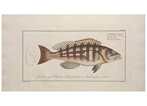 Bild des Verkufers fr Reproduccin/Reproduction 49774816902: Ichtyologie, ou, Histoire naturelle, ge?ne?rale et particulie`re des poissons :. A Berlin :Chez lauteur, & chez Franc?ois de la Garde libraire,1785-1797. zum Verkauf von EL BOLETIN