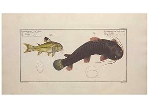 Image du vendeur pour Reproduccin/Reproduction 49774559281: Ichtyologie, ou, Histoire naturelle, ge?ne?rale et particulie`re des poissons :. A Berlin :Chez lauteur, & chez Franc?ois de la Garde libraire,1785-1797. mis en vente par EL BOLETIN