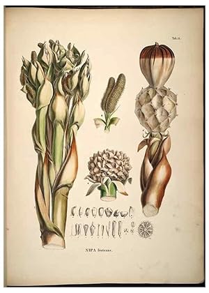 Seller image for Reproduccin/Reproduction 49785395022: Historia naturalis palmarum. Lipsiae: T.O. Weigel, [1823-50]. for sale by EL BOLETIN