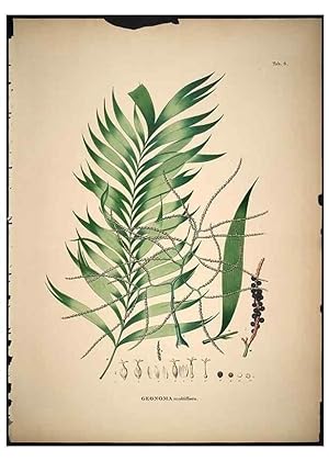 Seller image for Reproduccin/Reproduction 49785497796: Historia naturalis palmarum. Lipsiae: T.O. Weigel, [1823-50]. for sale by EL BOLETIN
