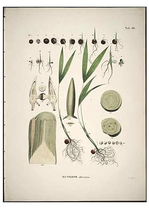 Seller image for Reproduccin/Reproduction 49785643436: Historia naturalis palmarum. Lipsiae: T.O. Weigel, [1823-50]. for sale by EL BOLETIN