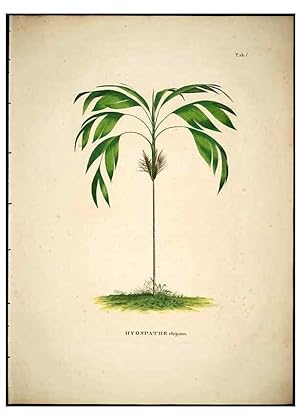 Seller image for Reproduccin/Reproduction 49784963683: Historia naturalis palmarum. Lipsiae: T.O. Weigel, [1823-50]. for sale by EL BOLETIN