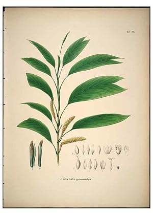 Seller image for Reproduccin/Reproduction 49785639486: Historia naturalis palmarum. Lipsiae: T.O. Weigel, [1823-50]. for sale by EL BOLETIN