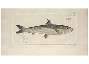 Image du vendeur pour Reproduccin/Reproduction 49774572621: Ichtyologie, ou, Histoire naturelle, ge?ne?rale et particulie`re des poissons :. A Berlin :Chez lauteur, & chez Franc?ois de la Garde libraire,1785-1797. mis en vente par EL BOLETIN