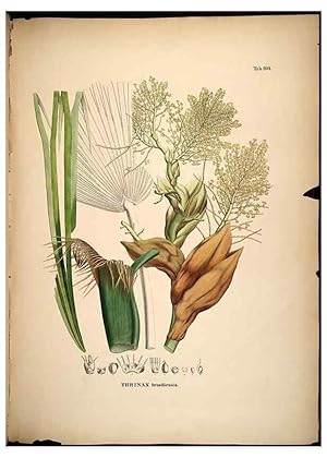 Seller image for Reproduccin/Reproduction 49785060266: Historia naturalis palmarum. Lipsiae: T.O. Weigel, [1823-50]. for sale by EL BOLETIN