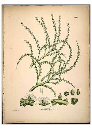 Seller image for Reproduccin/Reproduction 49785382127: Historia naturalis palmarum. Lipsiae: T.O. Weigel, [1823-50]. for sale by EL BOLETIN