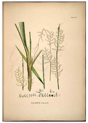 Seller image for Reproduccin/Reproduction 49784524818: Historia naturalis palmarum. Lipsiae: T.O. Weigel, [1823-50]. for sale by EL BOLETIN