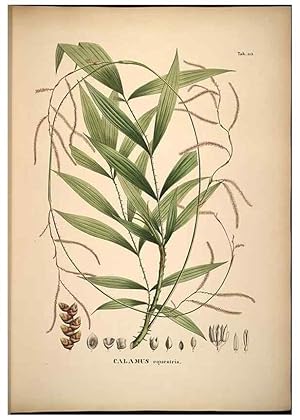 Seller image for Reproduccin/Reproduction 49785062066: Historia naturalis palmarum. Lipsiae: T.O. Weigel, [1823-50]. for sale by EL BOLETIN