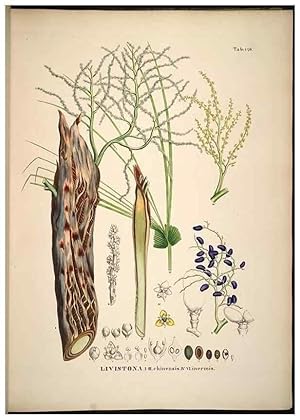 Seller image for Reproduccin/Reproduction 49785389672: Historia naturalis palmarum. Lipsiae: T.O. Weigel, [1823-50]. for sale by EL BOLETIN