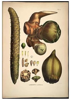 Seller image for Reproduccin/Reproduction 49785385397: Historia naturalis palmarum. Lipsiae: T.O. Weigel, [1823-50]. for sale by EL BOLETIN