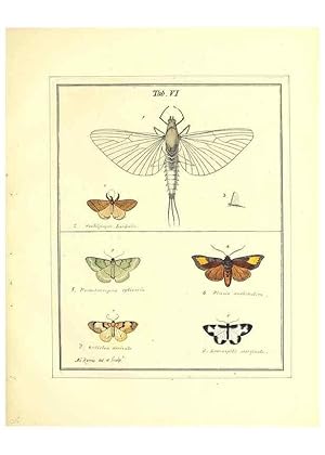 Bild des Verkufers fr Reproduccin/Reproduction 49807417062: An exposition of English insects. London :Printed for the author and sold by Messrs. Robson and Co. . and Messrs. Dilly .,1776. zum Verkauf von EL BOLETIN