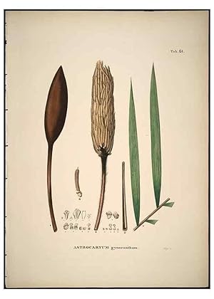 Seller image for Reproduccin/Reproduction 49785973727: Historia naturalis palmarum. Lipsiae: T.O. Weigel, [1823-50]. for sale by EL BOLETIN