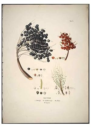 Seller image for Reproduccin/Reproduction 49785653496: Historia naturalis palmarum. Lipsiae: T.O. Weigel, [1823-50]. for sale by EL BOLETIN