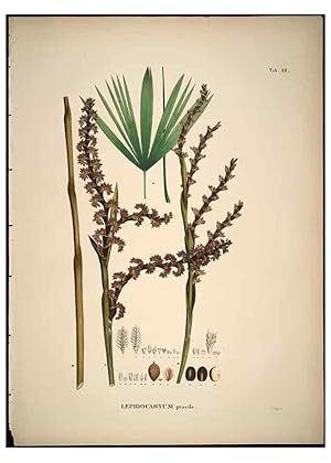 Seller image for Reproduccin/Reproduction 49785112308: Historia naturalis palmarum. Lipsiae: T.O. Weigel, [1823-50]. for sale by EL BOLETIN