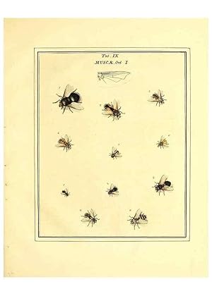 Bild des Verkufers fr Reproduccin/Reproduction 49807108341: An exposition of English insects. London :Printed for the author and sold by Messrs. Robson and Co. . and Messrs. Dilly .,1776. zum Verkauf von EL BOLETIN