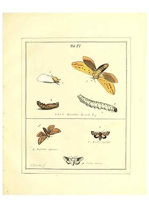 Bild des Verkufers fr Reproduccin/Reproduction 49807416507: An exposition of English insects. London :Printed for the author and sold by Messrs. Robson and Co. . and Messrs. Dilly .,1776. zum Verkauf von EL BOLETIN
