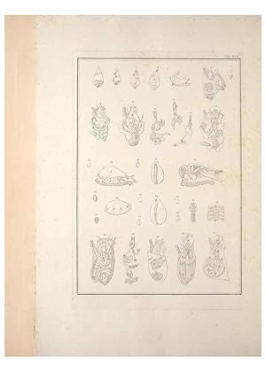 Seller image for Reproduccin/Reproduction 49830859816: Testacea utriusque Siciliae eorumque historia et anatome :. Parmae :Ex regio typographeio,MDCCXCI-MDCCCXXVI [1791-1827]. for sale by EL BOLETIN