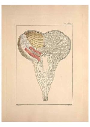 Seller image for Reproduccin/Reproduction 49830322868: Testacea utriusque Siciliae eorumque historia et anatome :. Parmae :Ex regio typographeio,MDCCXCI-MDCCCXXVI [1791-1827]. for sale by EL BOLETIN