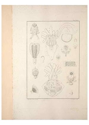 Seller image for Reproduccin/Reproduction 49830325378: Testacea utriusque Siciliae eorumque historia et anatome :. Parmae :Ex regio typographeio,MDCCXCI-MDCCCXXVI [1791-1827]. for sale by EL BOLETIN