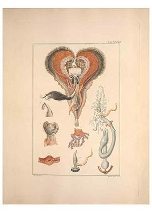 Seller image for Reproduccin/Reproduction 49830321353: Testacea utriusque Siciliae eorumque historia et anatome :. Parmae :Ex regio typographeio,MDCCXCI-MDCCCXXVI [1791-1827]. for sale by EL BOLETIN