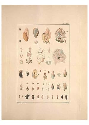 Seller image for Reproduccin/Reproduction 49830861026: Testacea utriusque Siciliae eorumque historia et anatome :. Parmae :Ex regio typographeio,MDCCXCI-MDCCCXXVI [1791-1827]. for sale by EL BOLETIN