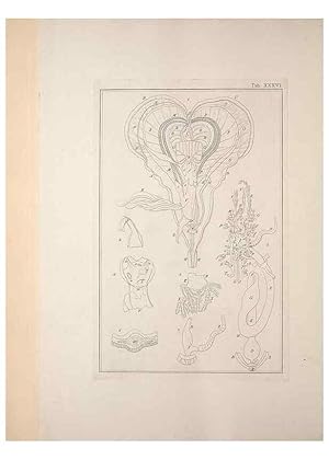 Seller image for Reproduccin/Reproduction 49830853121: Testacea utriusque Siciliae eorumque historia et anatome :. Parmae :Ex regio typographeio,MDCCXCI-MDCCCXXVI [1791-1827]. for sale by EL BOLETIN