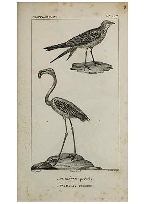 Seller image for Reproduccin/Reproduction 49825867318: Trait dornithologie, ou, Tableau mthodique des ordres, sous-ordres, familles, tribus, genres, sous-genres et races doiseaux :. Bruxelles :Chez F.G. Levrault ;1831. for sale by EL BOLETIN