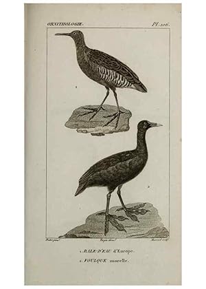 Seller image for Reproduccin/Reproduction 49825866528: Trait dornithologie, ou, Tableau mthodique des ordres, sous-ordres, familles, tribus, genres, sous-genres et races doiseaux :. Bruxelles :Chez F.G. Levrault ;1831. for sale by EL BOLETIN