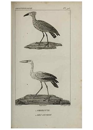 Seller image for Reproduccin/Reproduction 49826395736: Trait dornithologie, ou, Tableau mthodique des ordres, sous-ordres, familles, tribus, genres, sous-genres et races doiseaux :. Bruxelles :Chez F.G. Levrault ;1831. for sale by EL BOLETIN