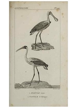 Seller image for Reproduccin/Reproduction 49826396846: Trait dornithologie, ou, Tableau mthodique des ordres, sous-ordres, familles, tribus, genres, sous-genres et races doiseaux :. Bruxelles :Chez F.G. Levrault ;1831. for sale by EL BOLETIN