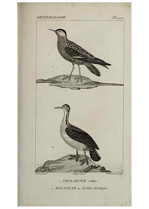 Seller image for Reproduccin/Reproduction 49826717142: Trait dornithologie, ou, Tableau mthodique des ordres, sous-ordres, familles, tribus, genres, sous-genres et races doiseaux :. Bruxelles :Chez F.G. Levrault ;1831. for sale by EL BOLETIN