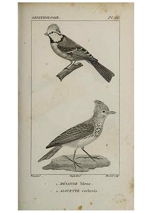 Seller image for Reproduccin/Reproduction 49826698392: Trait dornithologie, ou, Tableau mthodique des ordres, sous-ordres, familles, tribus, genres, sous-genres et races doiseaux :. Bruxelles :Chez F.G. Levrault ;1831. for sale by EL BOLETIN