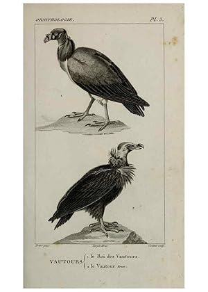 Seller image for Reproduccin/Reproduction 49826677087: Trait dornithologie, ou, Tableau mthodique des ordres, sous-ordres, familles, tribus, genres, sous-genres et races doiseaux :. Bruxelles :Chez F.G. Levrault ;1831. for sale by EL BOLETIN