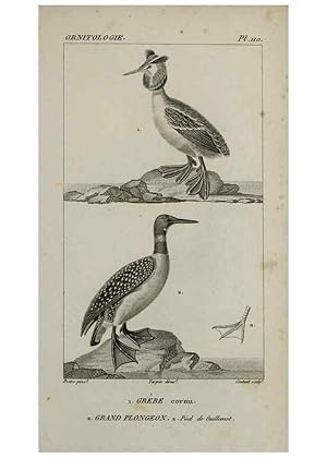 Seller image for Reproduccin/Reproduction 49825868173: Trait dornithologie, ou, Tableau mthodique des ordres, sous-ordres, familles, tribus, genres, sous-genres et races doiseaux :. Bruxelles :Chez F.G. Levrault ;1831. for sale by EL BOLETIN