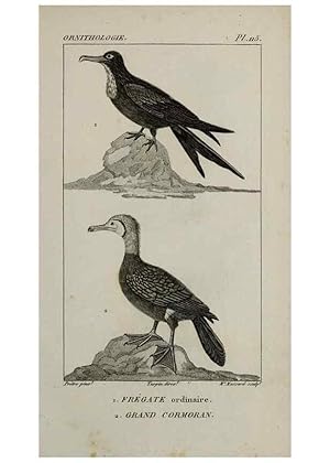 Seller image for Reproduccin/Reproduction 49826403896: Trait dornithologie, ou, Tableau mthodique des ordres, sous-ordres, familles, tribus, genres, sous-genres et races doiseaux :. Bruxelles :Chez F.G. Levrault ;1831. for sale by EL BOLETIN