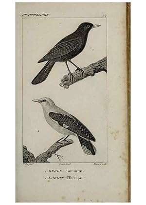 Seller image for Reproduccin/Reproduction 49826687837: Trait dornithologie, ou, Tableau mthodique des ordres, sous-ordres, familles, tribus, genres, sous-genres et races doiseaux :. Bruxelles :Chez F.G. Levrault ;1831. for sale by EL BOLETIN