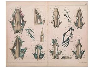 Imagen del vendedor de Reproduccin/Reproduction 49814853986: Das kopfskelet der urodelen;. Leipzig,W. Engelmann,1877. a la venta por EL BOLETIN