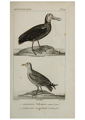 Seller image for Reproduccin/Reproduction 49825869083: Trait dornithologie, ou, Tableau mthodique des ordres, sous-ordres, familles, tribus, genres, sous-genres et races doiseaux :. Bruxelles :Chez F.G. Levrault ;1831. for sale by EL BOLETIN